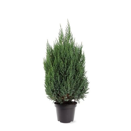 Juniperus chin. 'Stricta' 60-80 cm cont. 7,5L - afbeelding 2