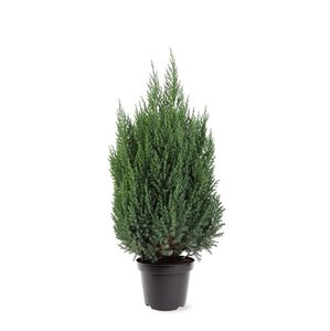 Juniperus chin. 'Stricta' 60-80 cm cont. 7,5L - afbeelding 2