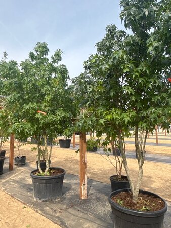 Liquidambar styraciflua 250-300 cm cont. 150L multi-stem - image 7