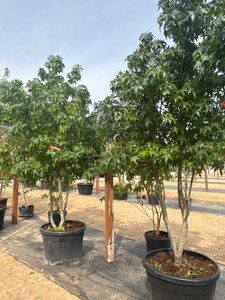 Liquidambar styraciflua 250-300 cm cont. 150L multi-stem - image 7