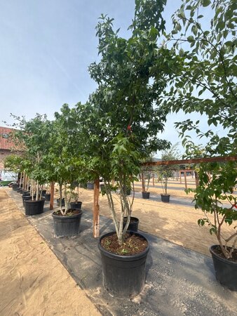 Liquidambar styraciflua 250-300 cm cont. 150L multi-stem - image 6