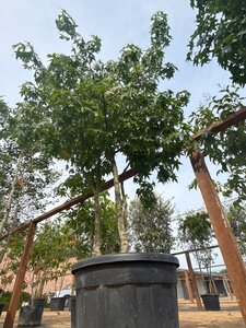 Liquidambar styraciflua 250-300 cm cont. 150L multi-stem
