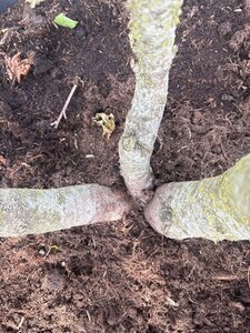 Liquidambar styraciflua 250-300 cm cont. 150L multi-stem - image 5
