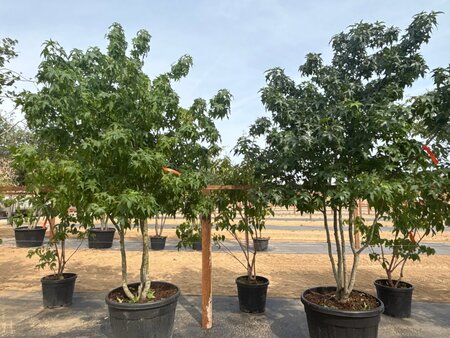 Liquidambar styraciflua 250-300 cm cont. 150L multi-stem - image 4