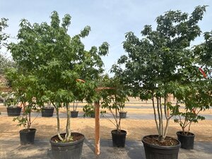Liquidambar styraciflua 250-300 cm cont. 150L multi-stem - image 4