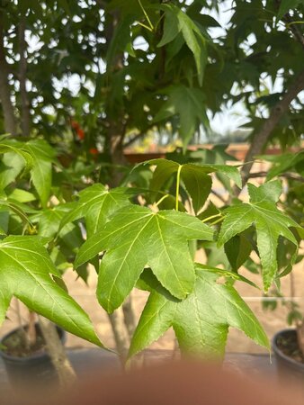 Liquidambar styraciflua 250-300 cm cont. 150L multi-stem - image 10