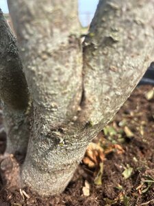 Liquidambar styraciflua 250-300 cm cont. 150L multi-stem - image 9