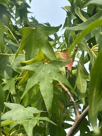 Liquidambar styraciflua 250-300 cm cont. 150L multi-stem - image 8