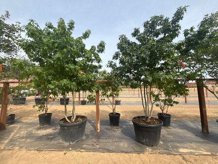 Liquidambar styraciflua 250-300 cm cont. 150L multi-stem - image 3