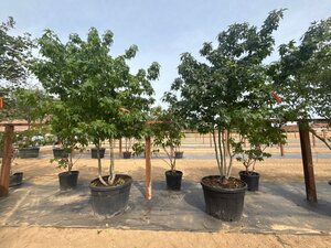 Liquidambar styraciflua 250-300 cm cont. 150L multi-stem - image 3