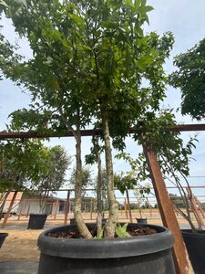 Liquidambar styraciflua 250-300 cm cont. 150L multi-stem - image 2