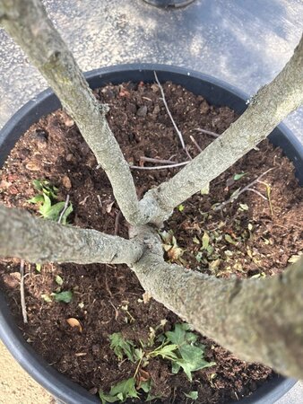Liquidambar styraciflua 250-300 cm cont. 150L multi-stem - image 11