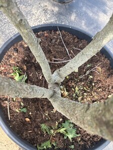 Liquidambar styraciflua 250-300 cm cont. 150L multi-stem - image 11