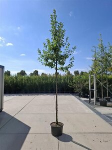 Malus 'Evereste' 10-12 Hoogstam cont. 35L