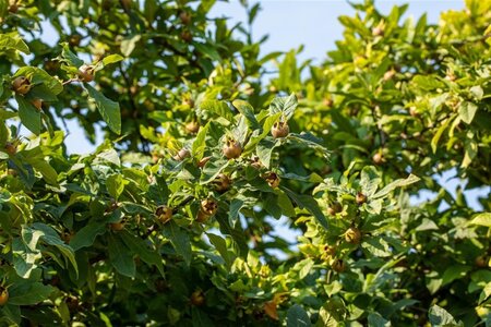 Mespilus germanica 125-150 cm cont. 18L - image 2