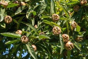 Mespilus germanica 250-300 cm cont. 25L