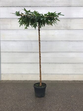 Morus alba 'Fruitless' 12-14 STA cont. 45L 225 cm stem roof shape