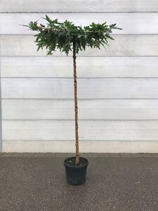 Morus alba 'Fruitless' 12-14 STA cont. 45L 225 cm stem roof shape