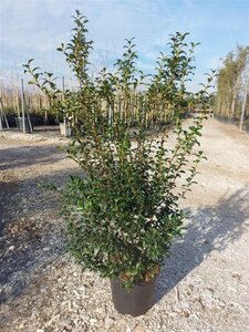 Osmanthus burkwoodii 100-125 cm cont. 18L