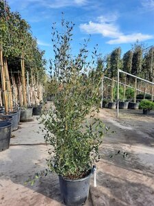 Phillyrea angustifolia 125-150 cm cont. 30L