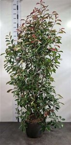 Photinia fraseri 'Red Robin'= 'Roodborstje' 175-200 cm cont. 35L - afbeelding 2