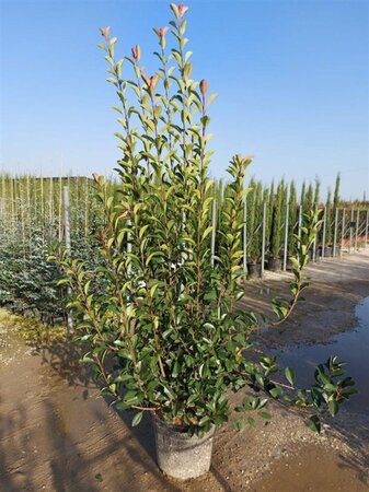 Photinia fraseri 'Red Robin'= 'Roodborstje' 175-200 cm cont. 35L - afbeelding 1