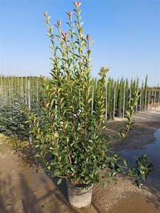 Photinia fraseri 'Red Robin'= 'Roodborstje' 175-200 cm cont. 35L