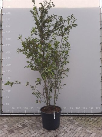 Prunus 'Okame' 250-300 cm container meerstammig