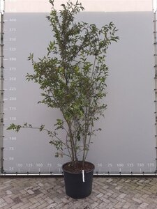 Prunus 'Okame' 250-300 cm container meerstammig