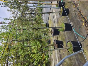 Quercus ilex 10-12 Halfstam cont. 40L leiboom