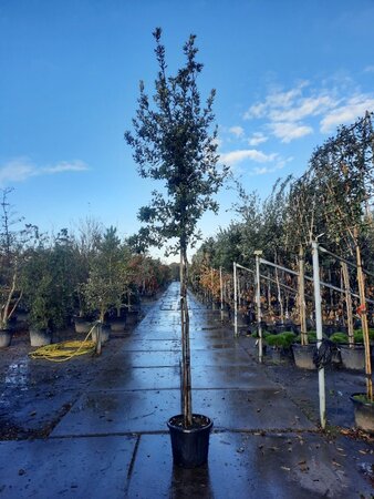 Quercus ilex 10-12 Hoogstam cont. 35L - afbeelding 2