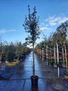 Quercus ilex 10-12 Hoogstam cont. 35L