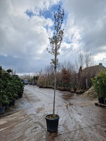 Quercus ilex 10-12 Hoogstam cont. 35L - afbeelding 3