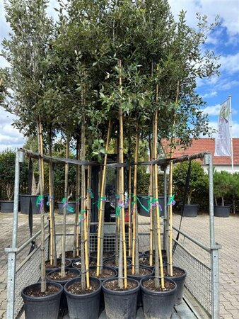 Quercus ilex 10-12 Hoogstam cont. 35L - afbeelding 3