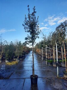 Quercus ilex 10-12 Hoogstam cont. 35L