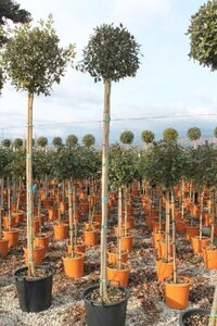 Quercus ilex 10-12 Hoogstam cont. 35L - afbeelding 2