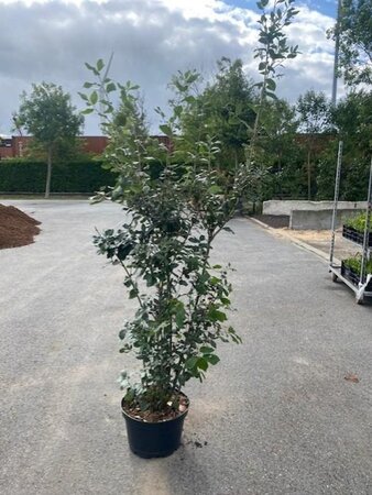 Quercus ilex 125-150 cm cont. 15L