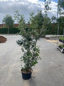 Quercus ilex 125-150 cm cont. 15L