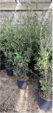 Quercus ilex 150-175 cm cont. 18L - afbeelding 3