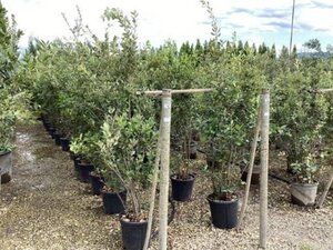 Quercus ilex 150-175 cm cont. 18L