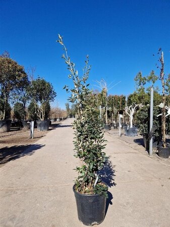 Quercus ilex 150-175 cm cont. 18L - afbeelding 1