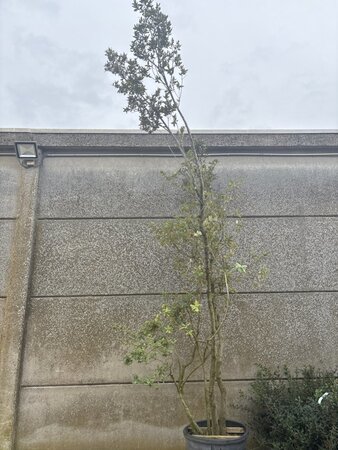 Quercus ilex 250-300 cm cont. 100L meerstammig - afbeelding 1
