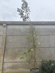 Quercus ilex 250-300 cm cont. 100L meerstammig