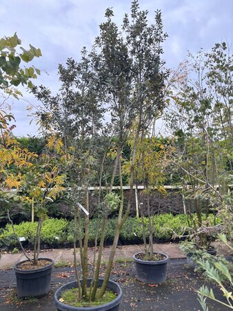 Quercus ilex 250-300 cm cont. 100L meerstammig - afbeelding 2