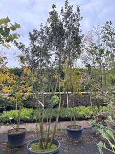 Quercus ilex 250-300 cm cont. 100L meerstammig - afbeelding 2