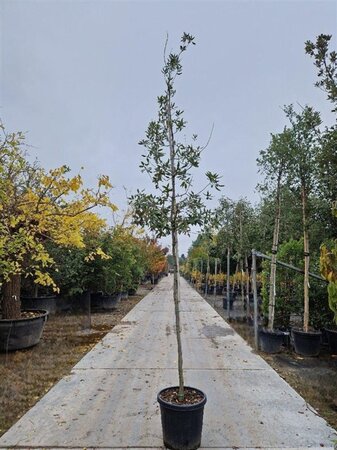 Quercus ilex 8-10 Hoogstam cont. 35L