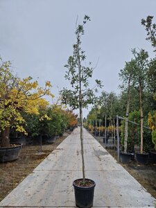 Quercus ilex 8-10 Hoogstam cont. 35L - afbeelding 2