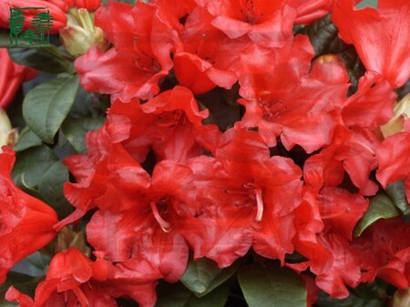 Rhododendron (F) 'Scarlet Wonder' ROOD 20-25 cm cont. 3,0L - afbeelding 1