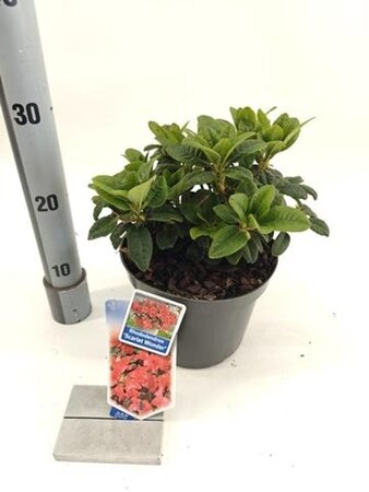 Rhododendron (F) 'Scarlet Wonder' ROOD 20-25 cm cont. 3,0L - afbeelding 2