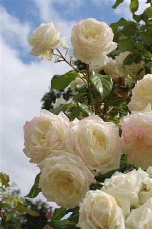 Rosa (P) 'Alaska' 80-100 cm cont. 4,0L